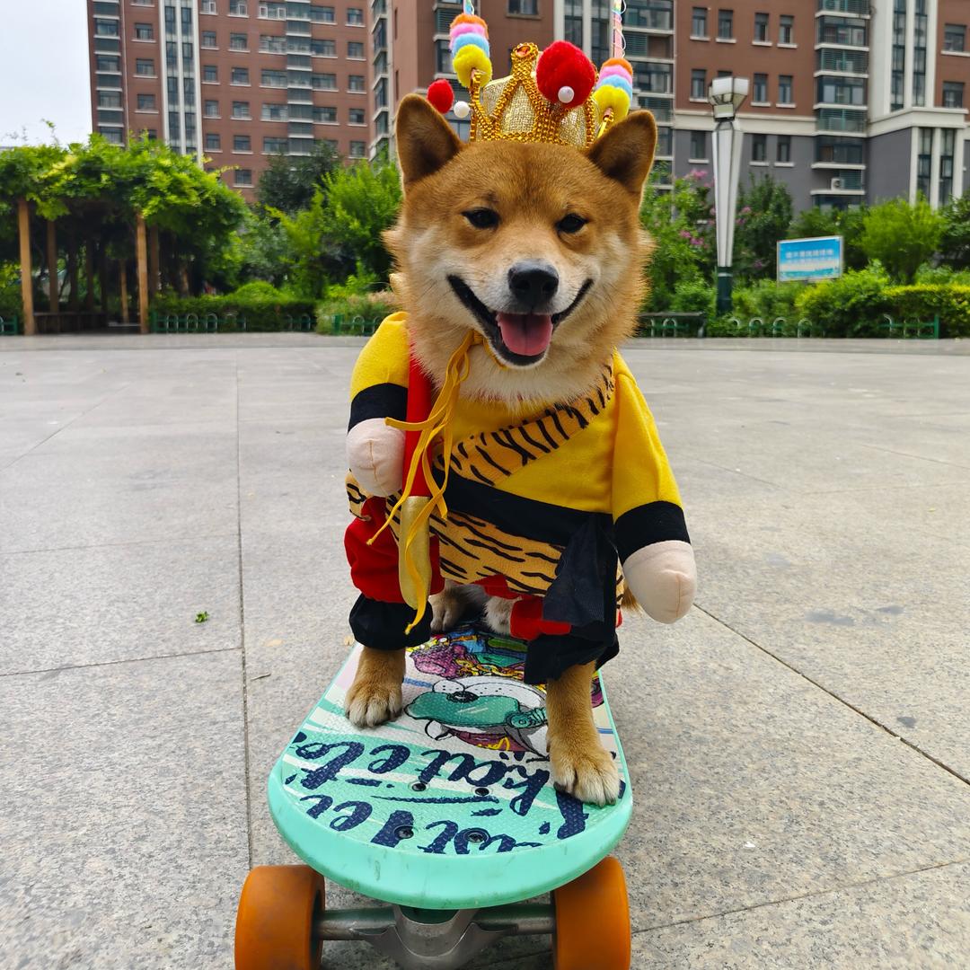 滑板狗大圣