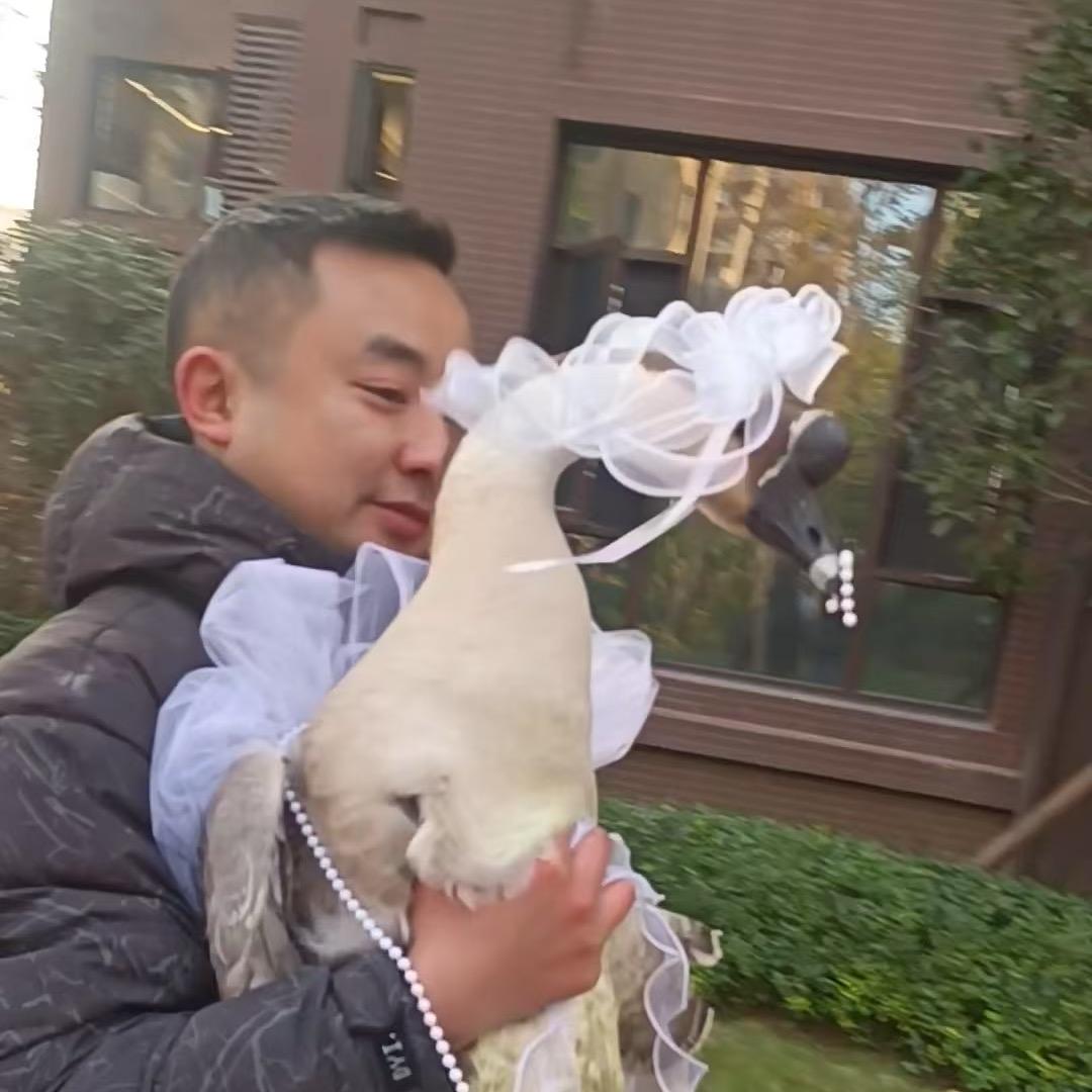 海娃