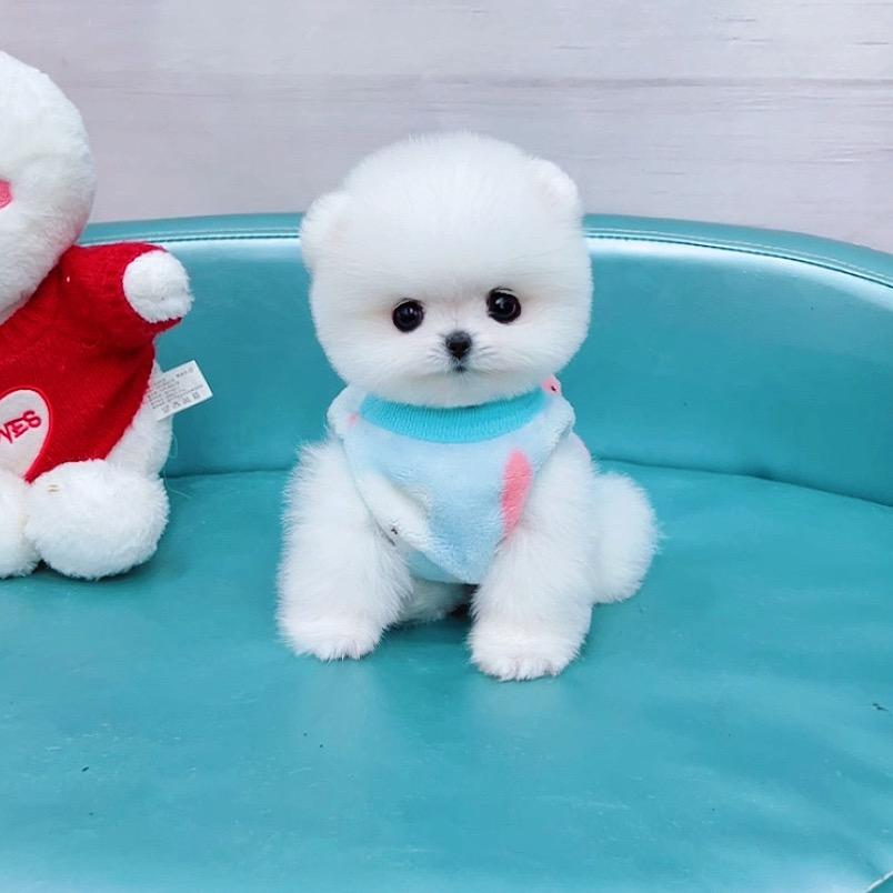 杭州狗猫柠宠物