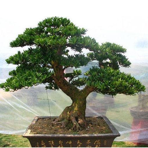 花季都花卉盆景