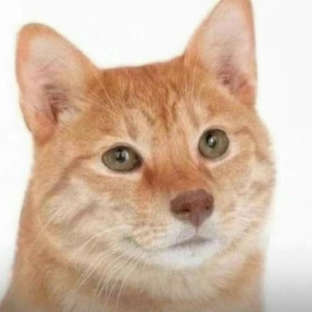 参须（喵喵喵）