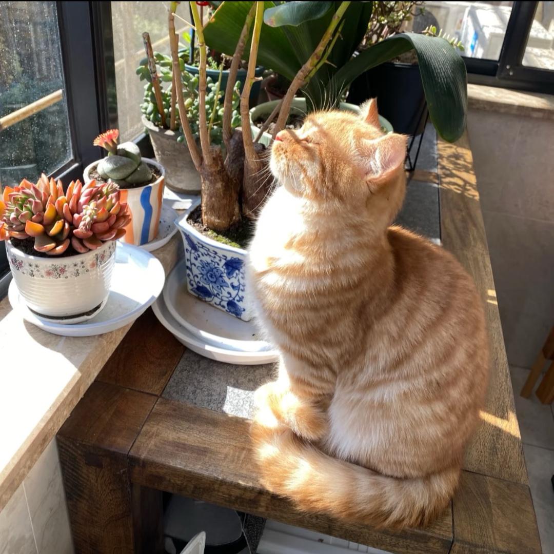 芊芊
