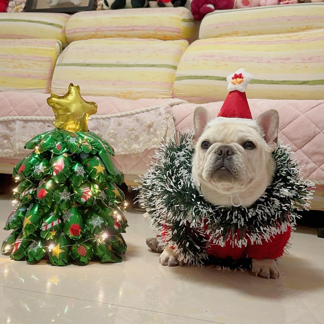 奶油快跑（幼犬直播）