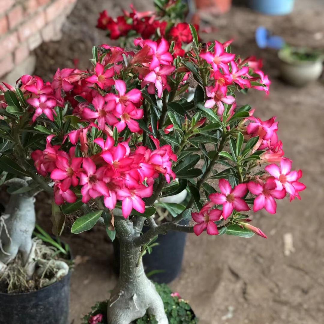 鑫琪花卉店