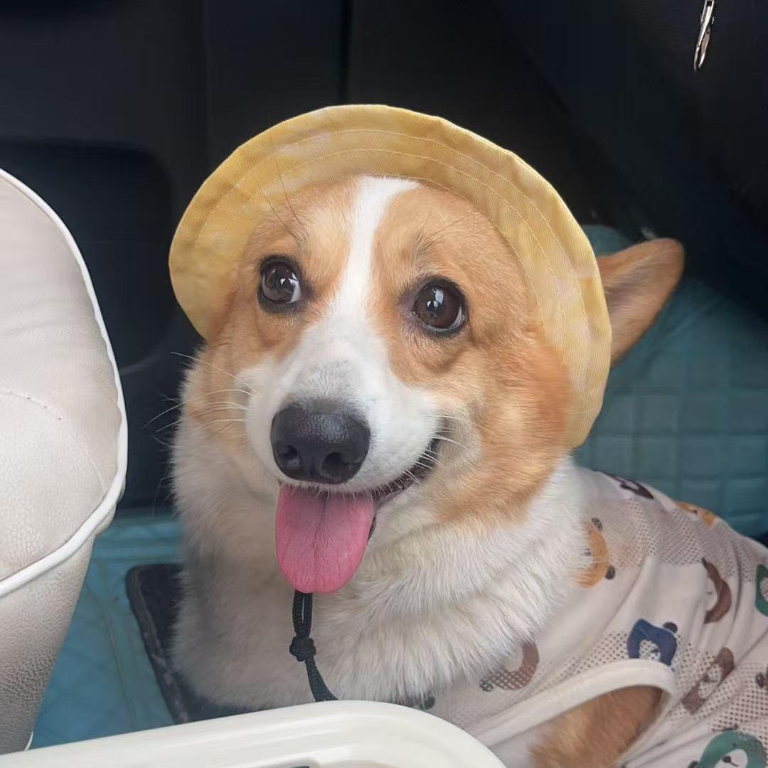 柯基小吉祥