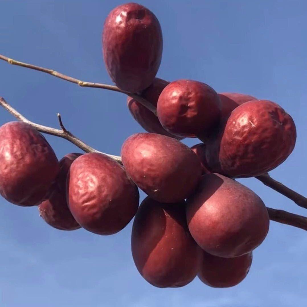 庄博和田大枣自家果园