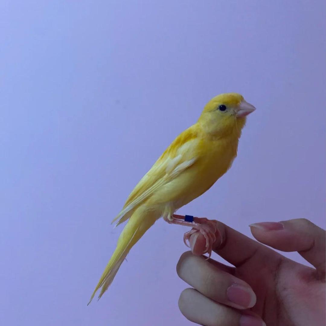 养只鸟