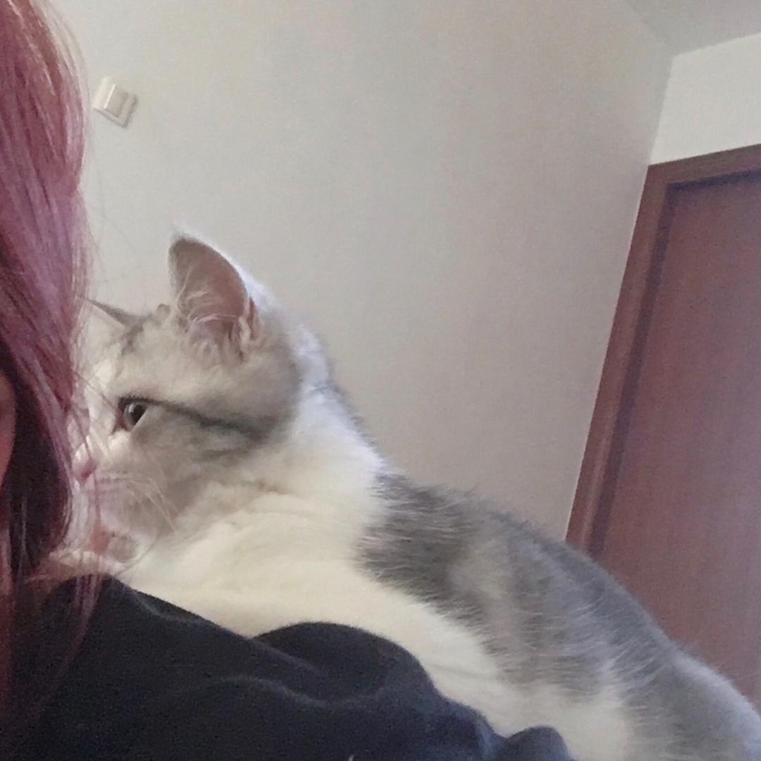 一只小鹿
