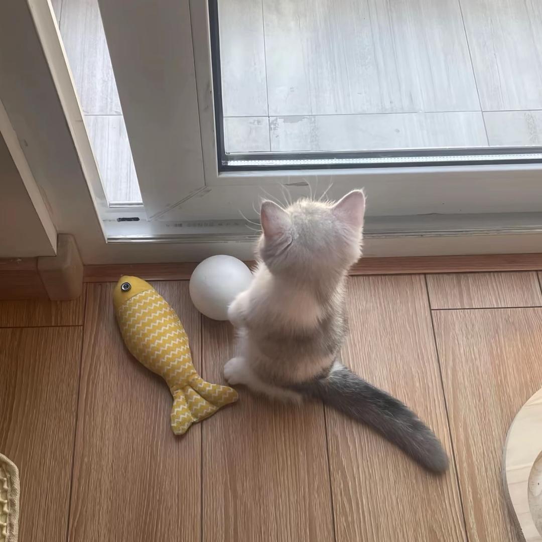 我在五中有只猫