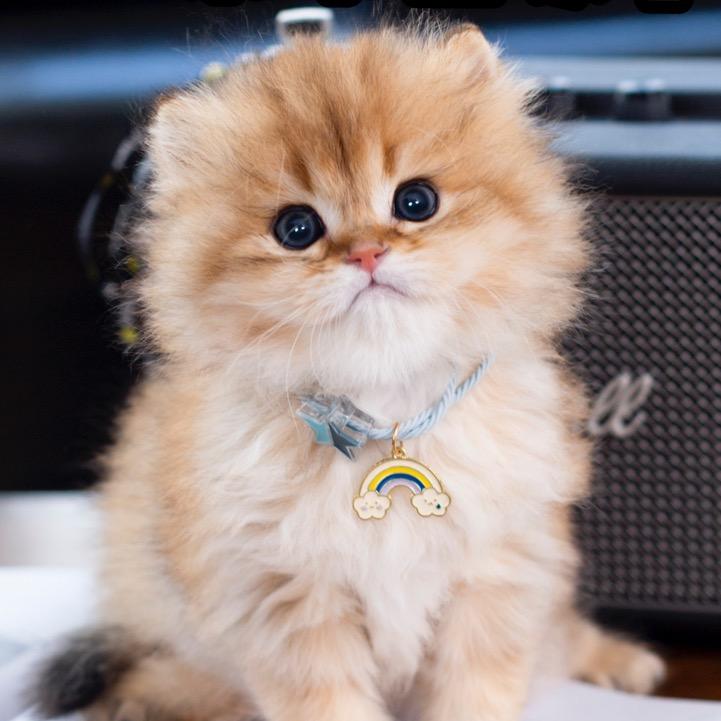 贝贝的猫