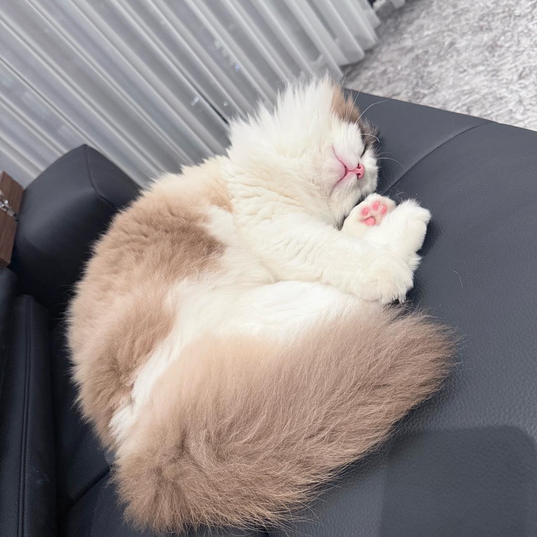 大小姐zjy