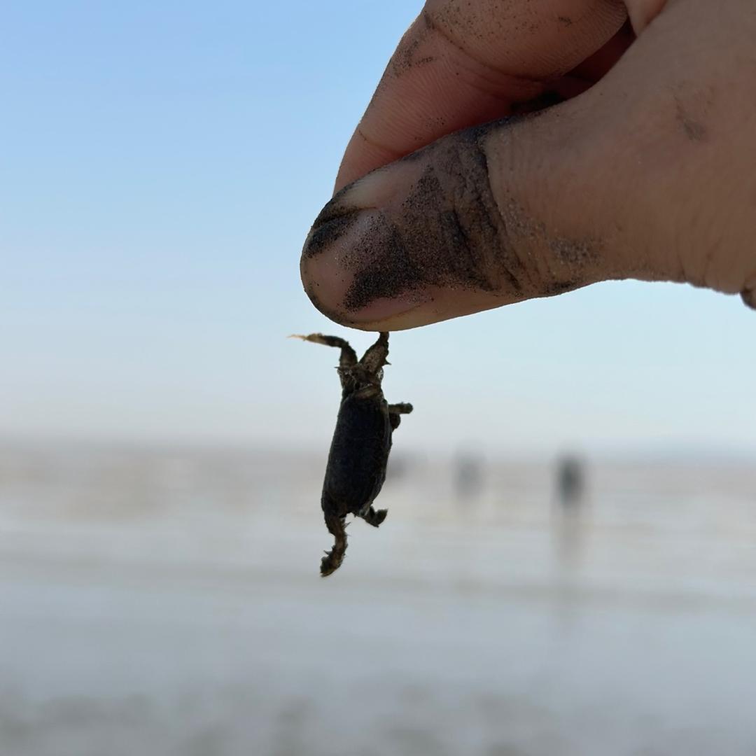 @‘Cake提拉米苏