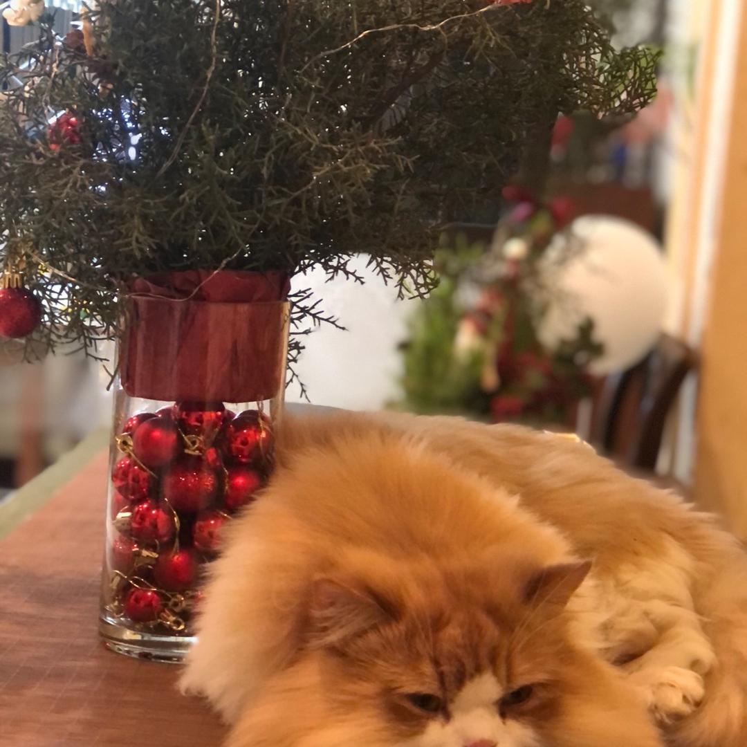 猫狗不打阳的小酒馆