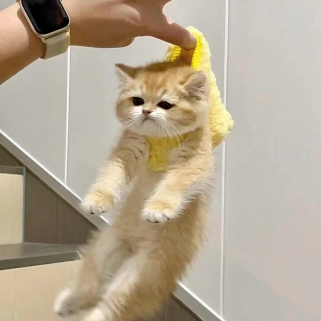 章鱼不吃鱼