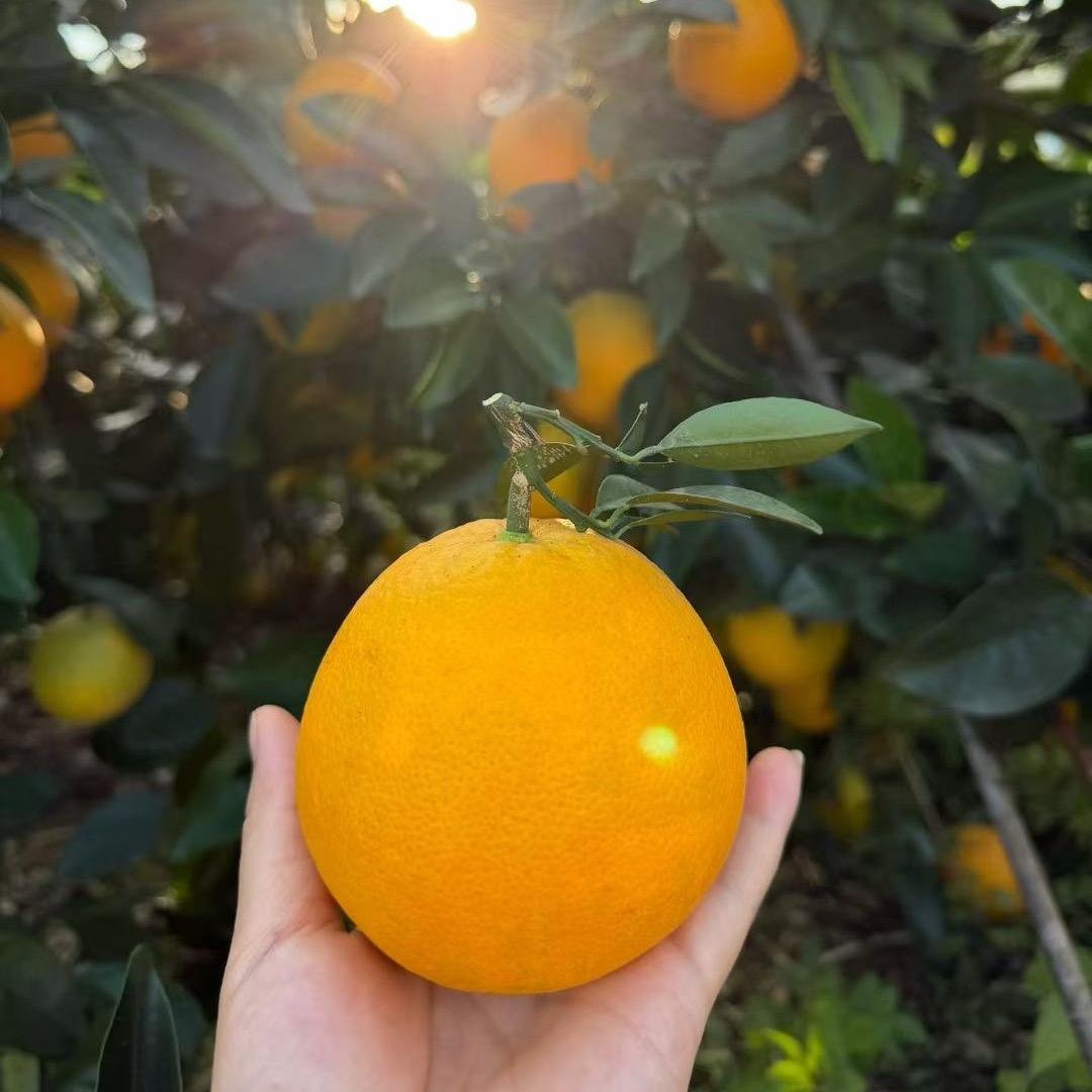 橙小杨🍊
