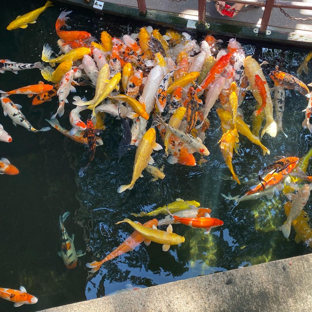 新宠老血马犬繁育