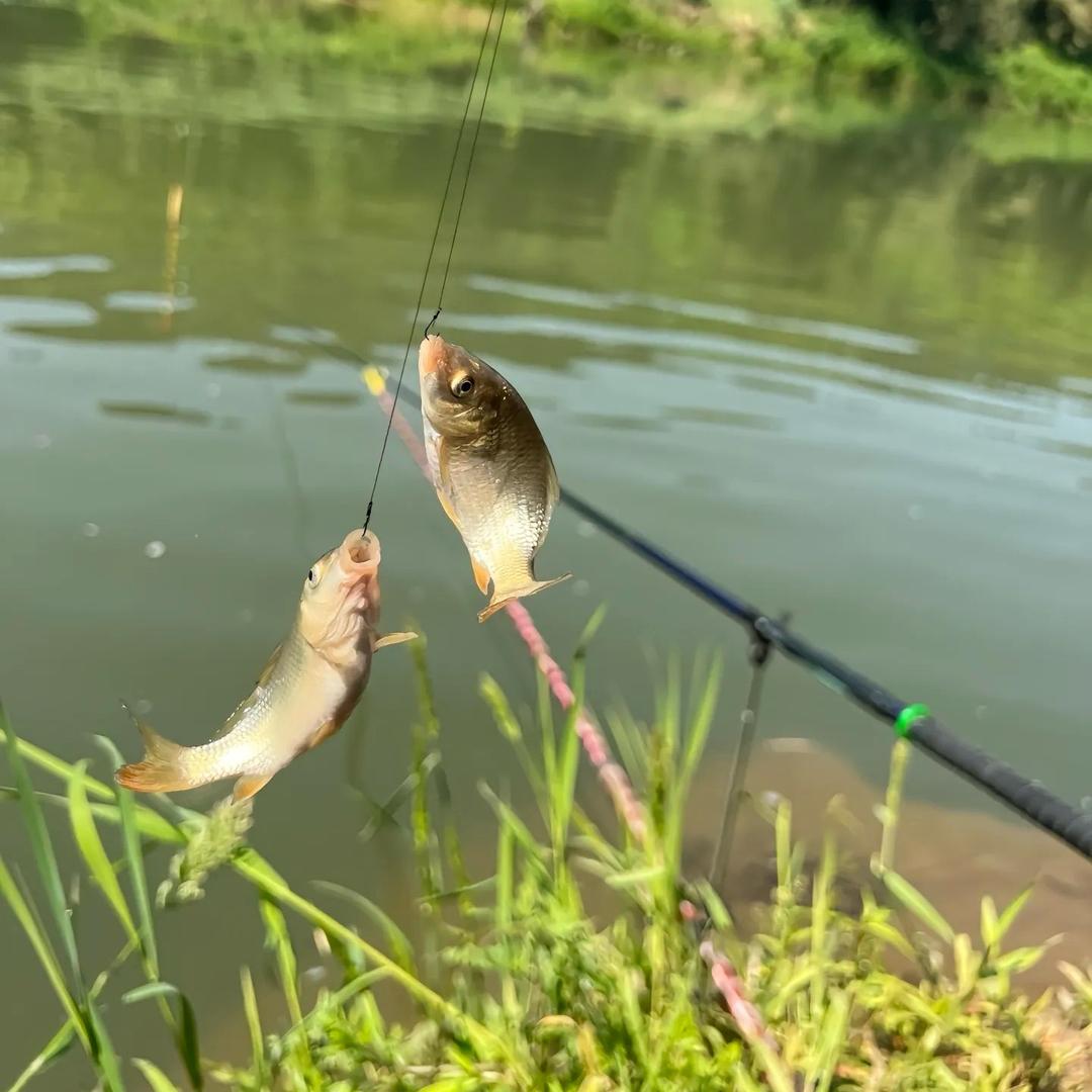钓鱼🎣人