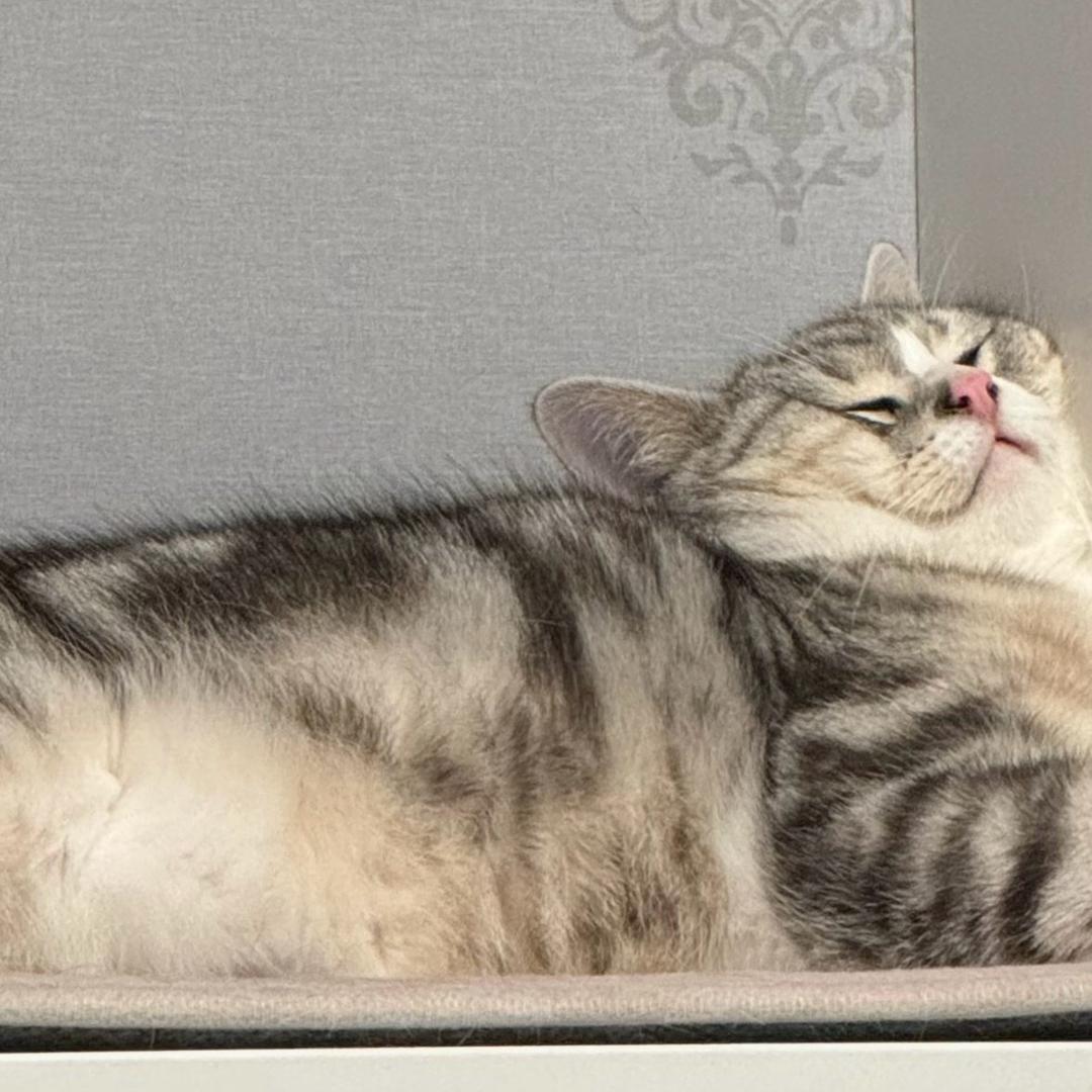 图图是只猫