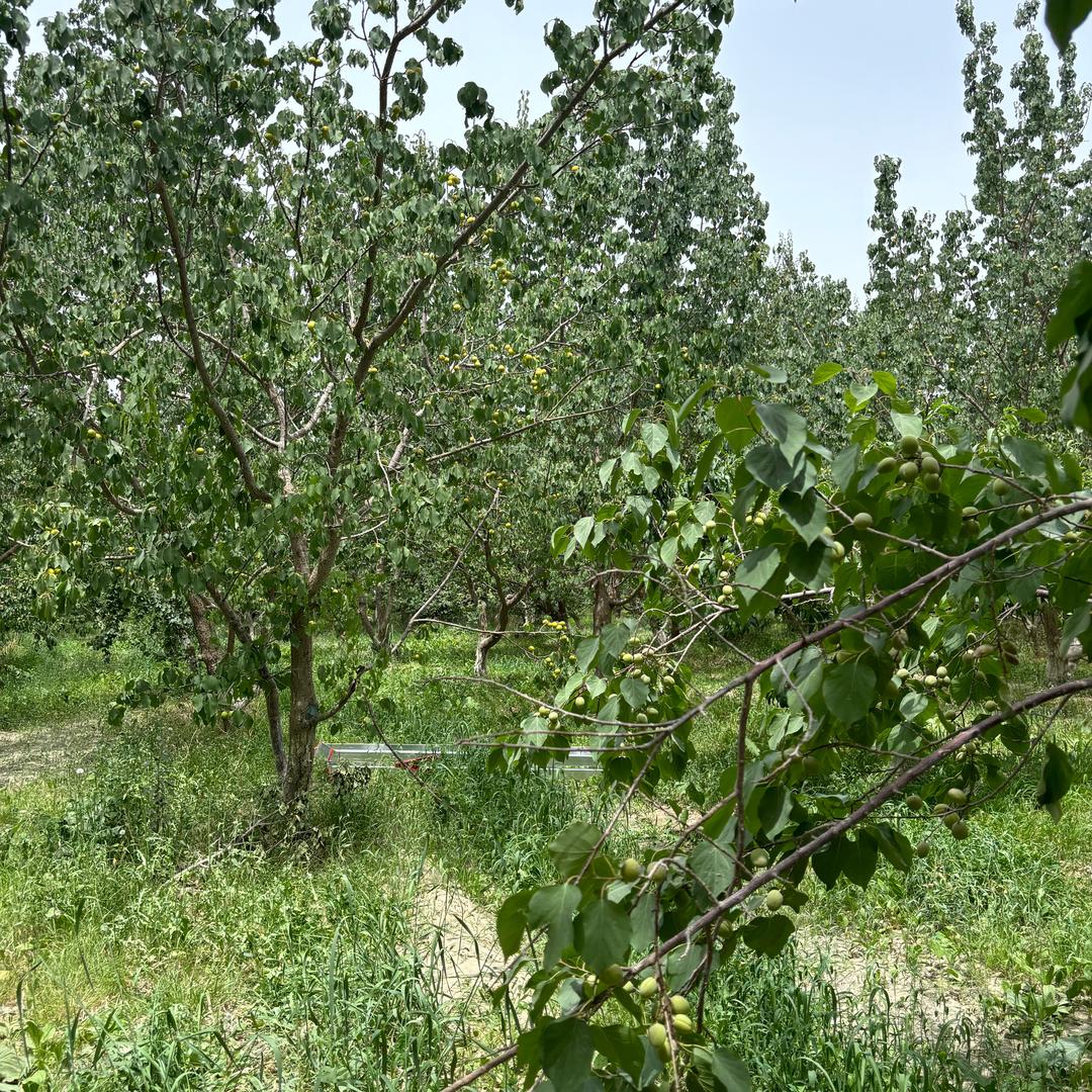 新疆特色农产品