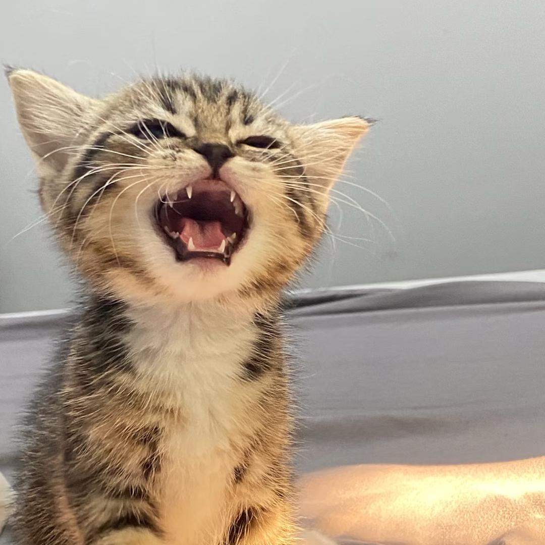 筋膜刀小猫哥