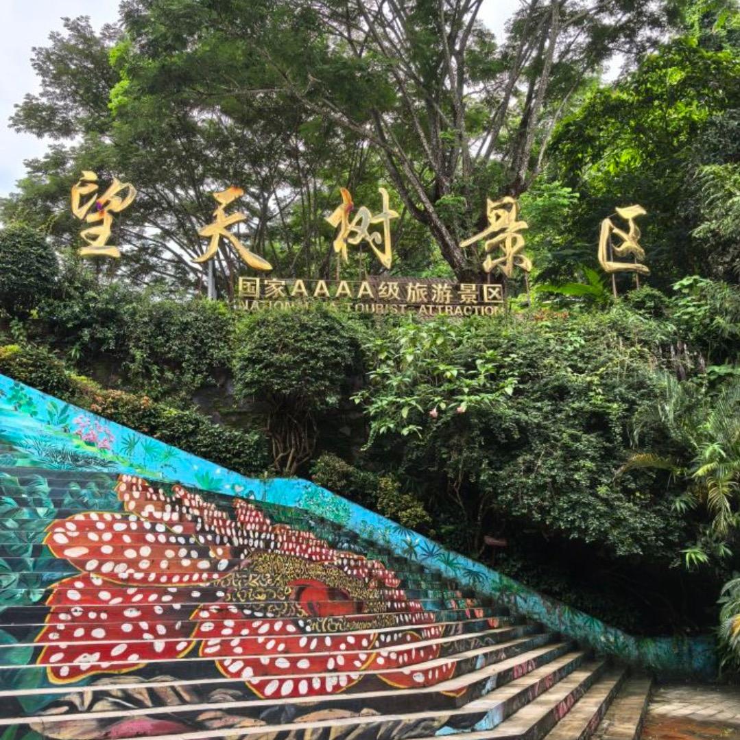 西双版纳望天树景区宠粉号