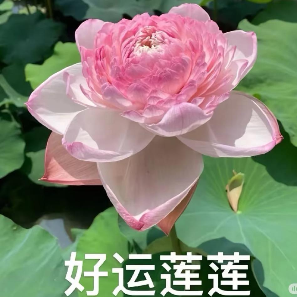 张老师的养生日常