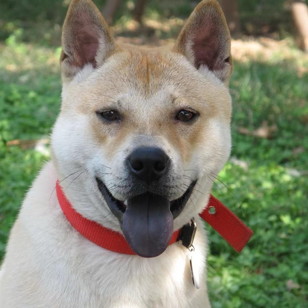 棒棒是只土猎犬
