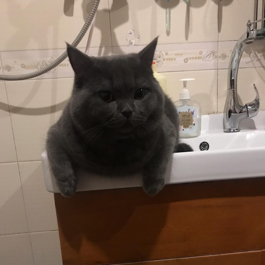 大姨和猫😻😻