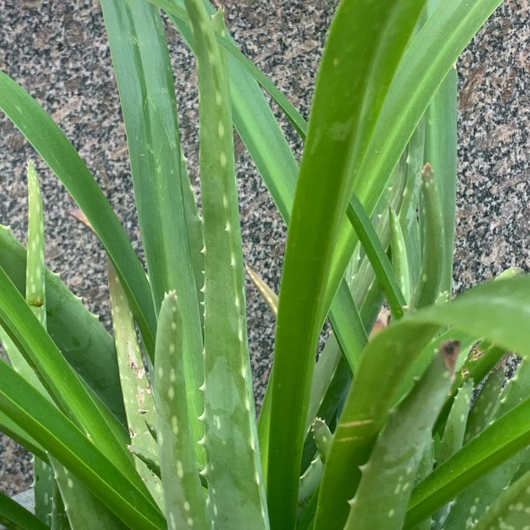 aaa林三顺