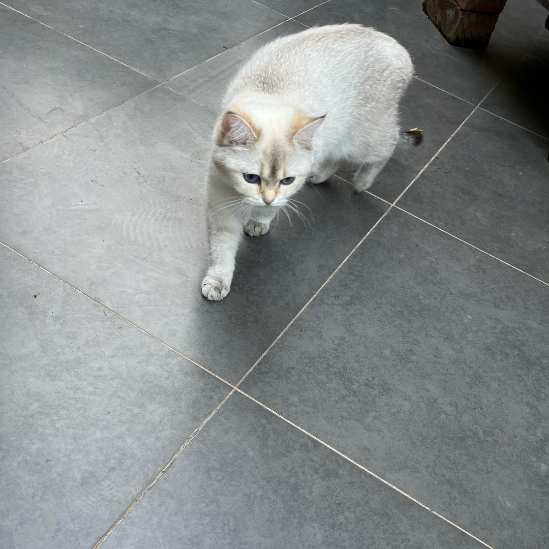 巷子里的猫！