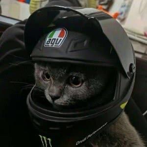 猪头皮