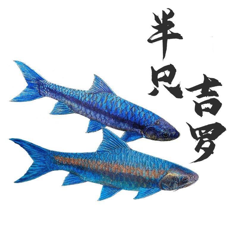 半只吉罗鱼逍遥宠物