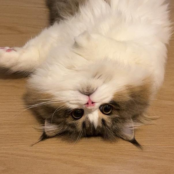 鸟笼