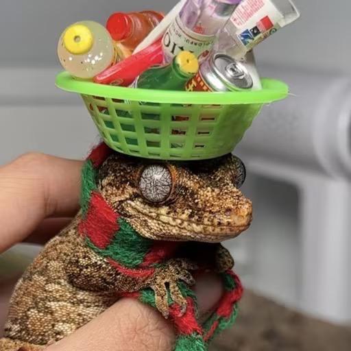 猴哥爬爬🦎爬宠