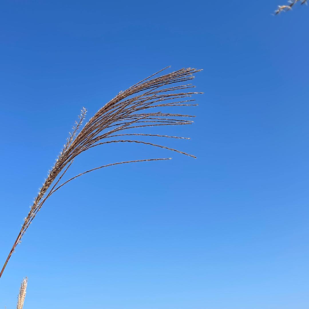 鹏程万里