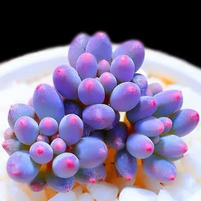 三岁多肉花卉