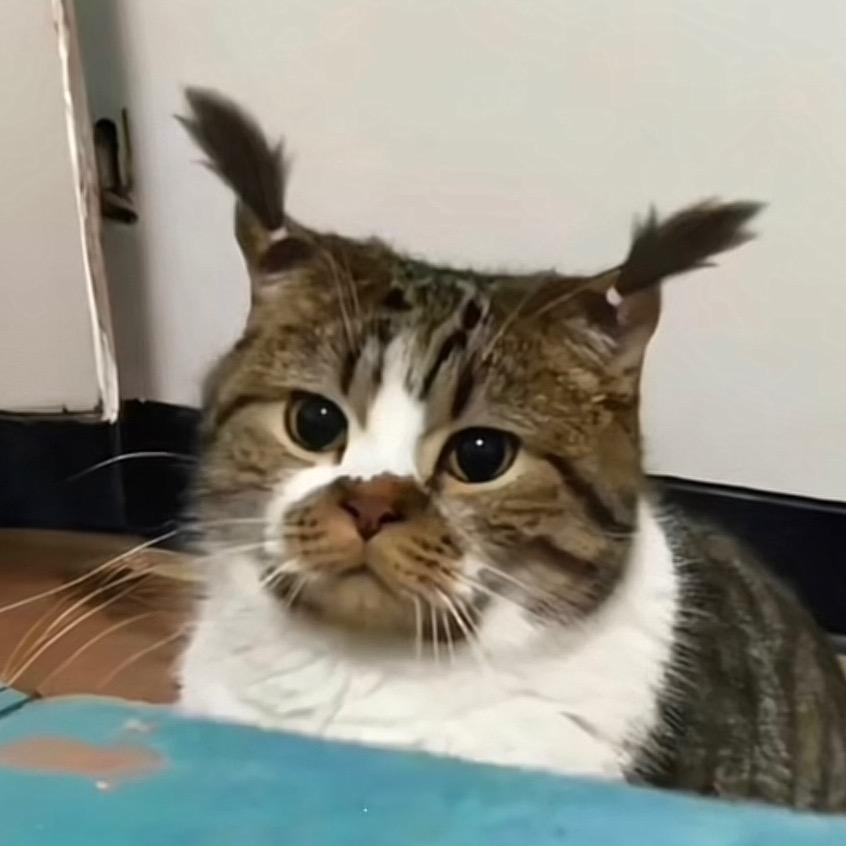 见月