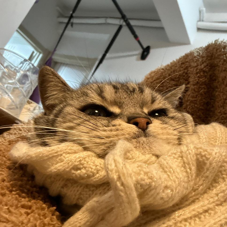 巴瑞斯