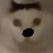 狚dàn
