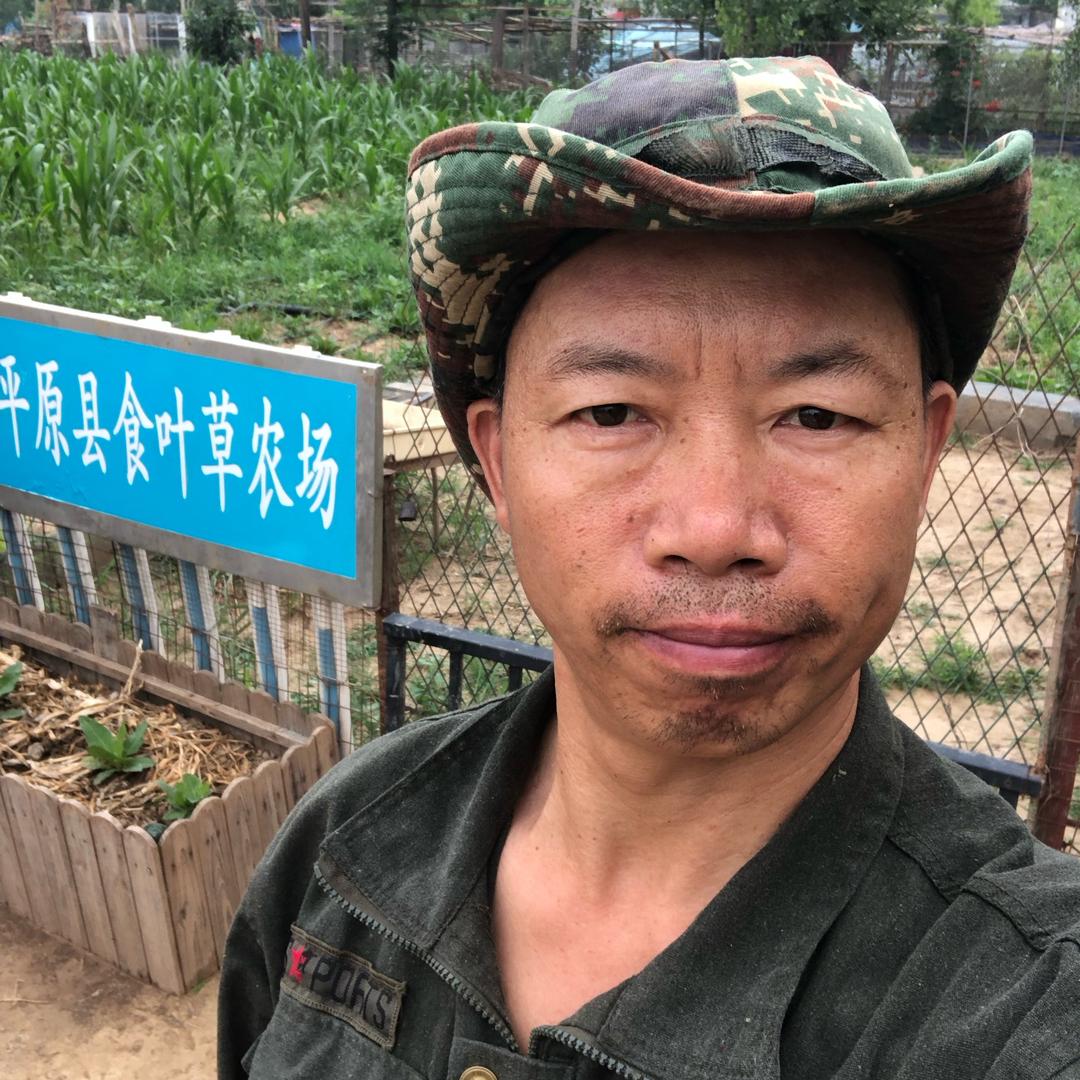 种食叶草的崔永康