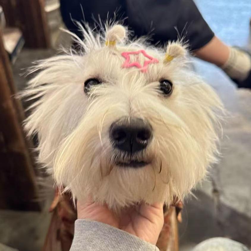 翘翘小聪明