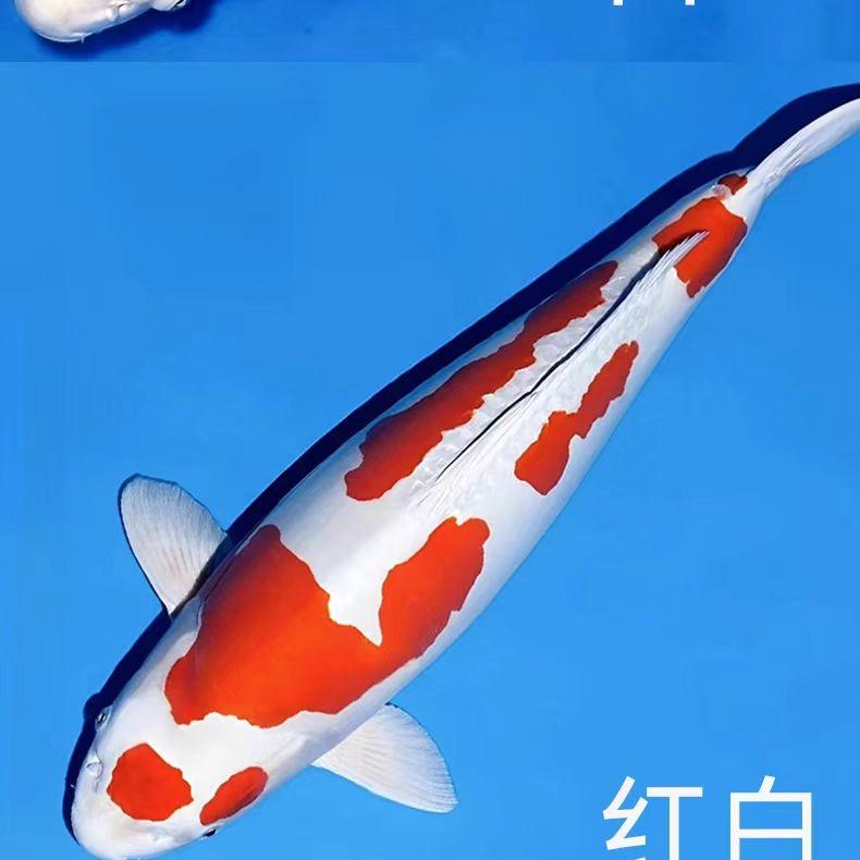 福瑞源锦鲤