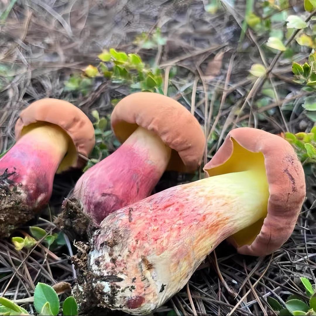 小杨野生菌(代购)