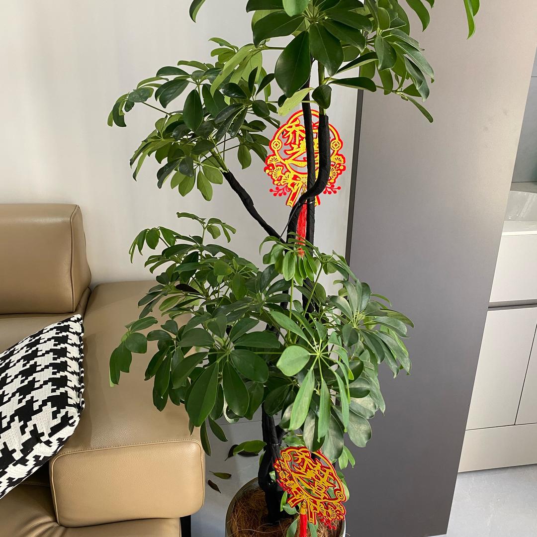 菊次郎很忙