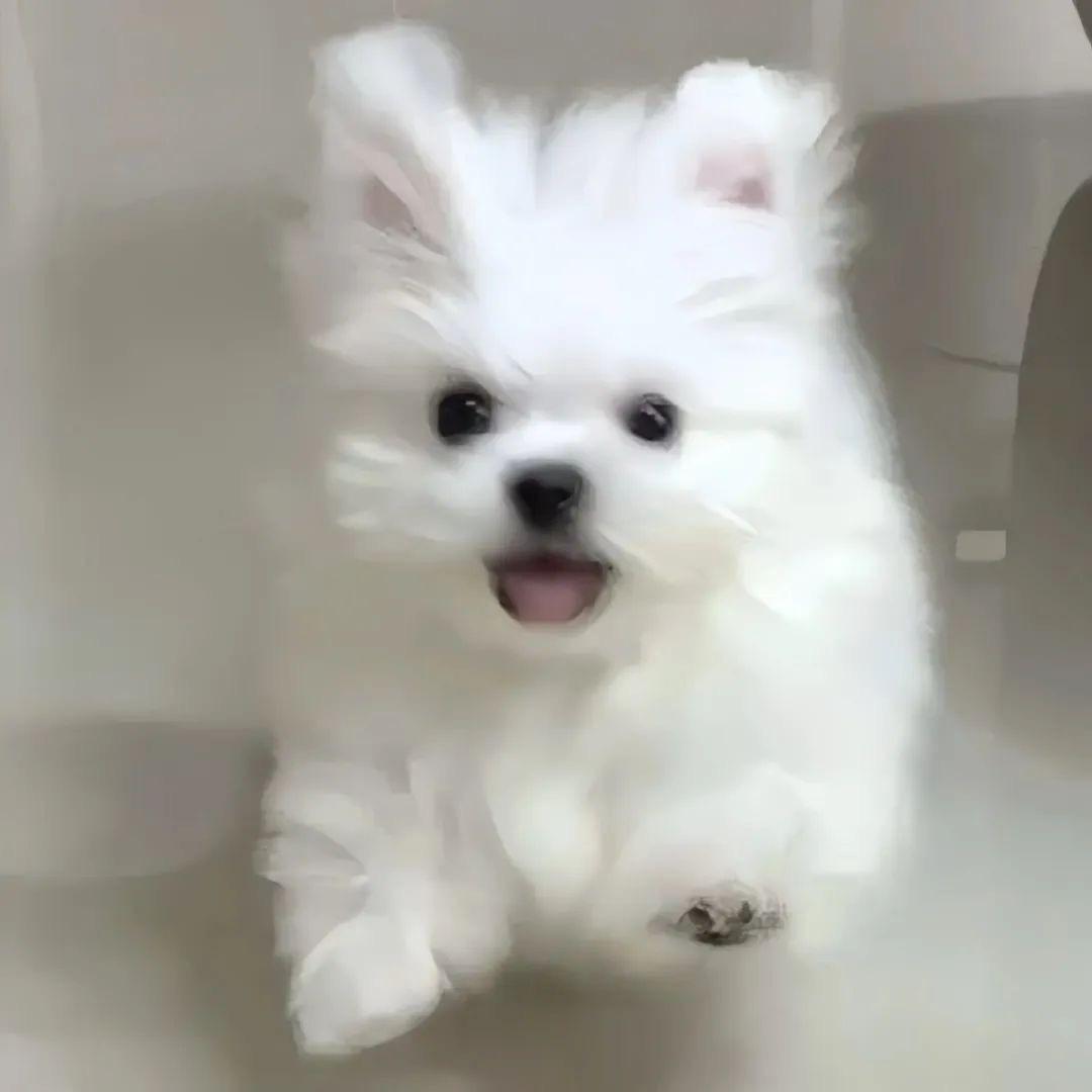 迷糊汪汪（摄影版）