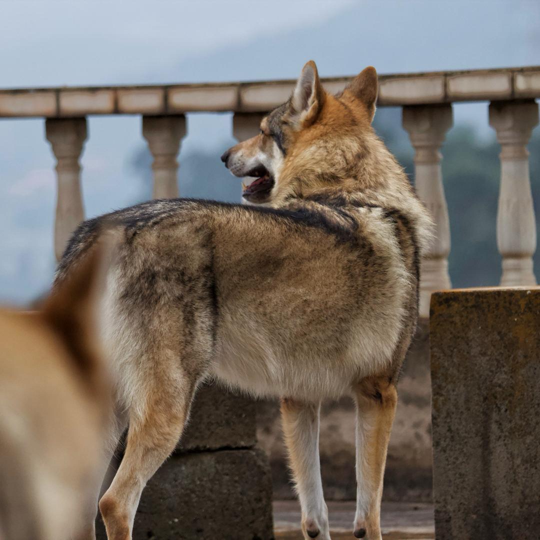三迤捷克狼犬🐺（毛豆&多依）