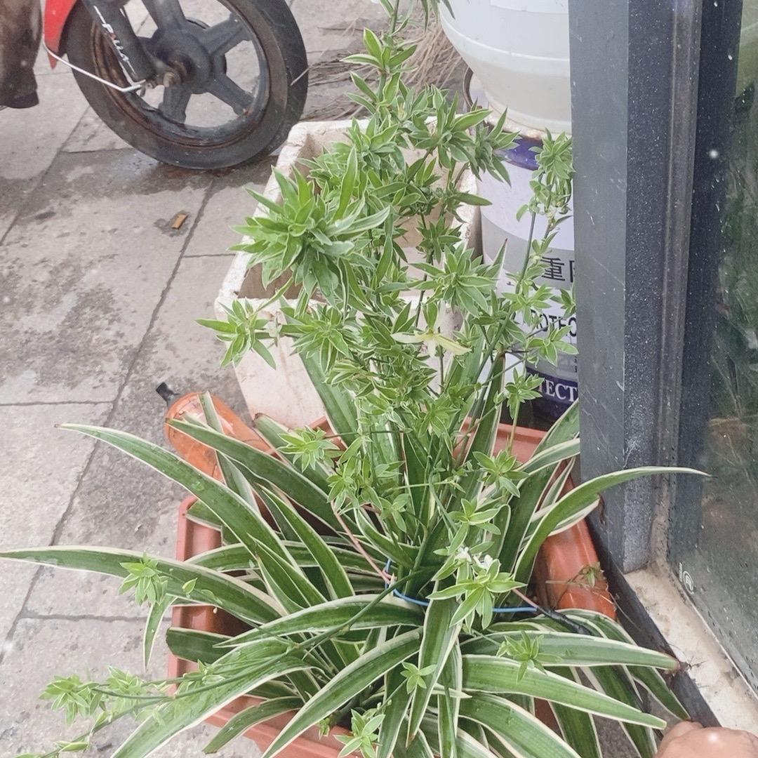 太阳🌞🌼