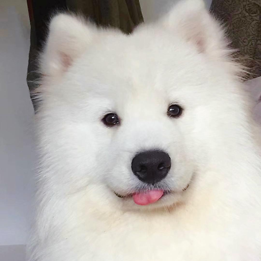冠君秃秃