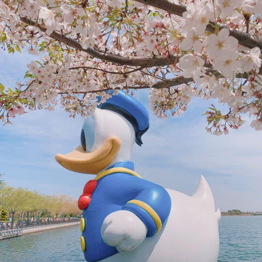 南北绿豆