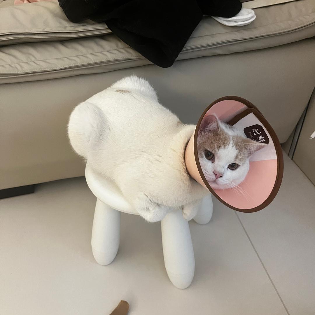 小柴不柴